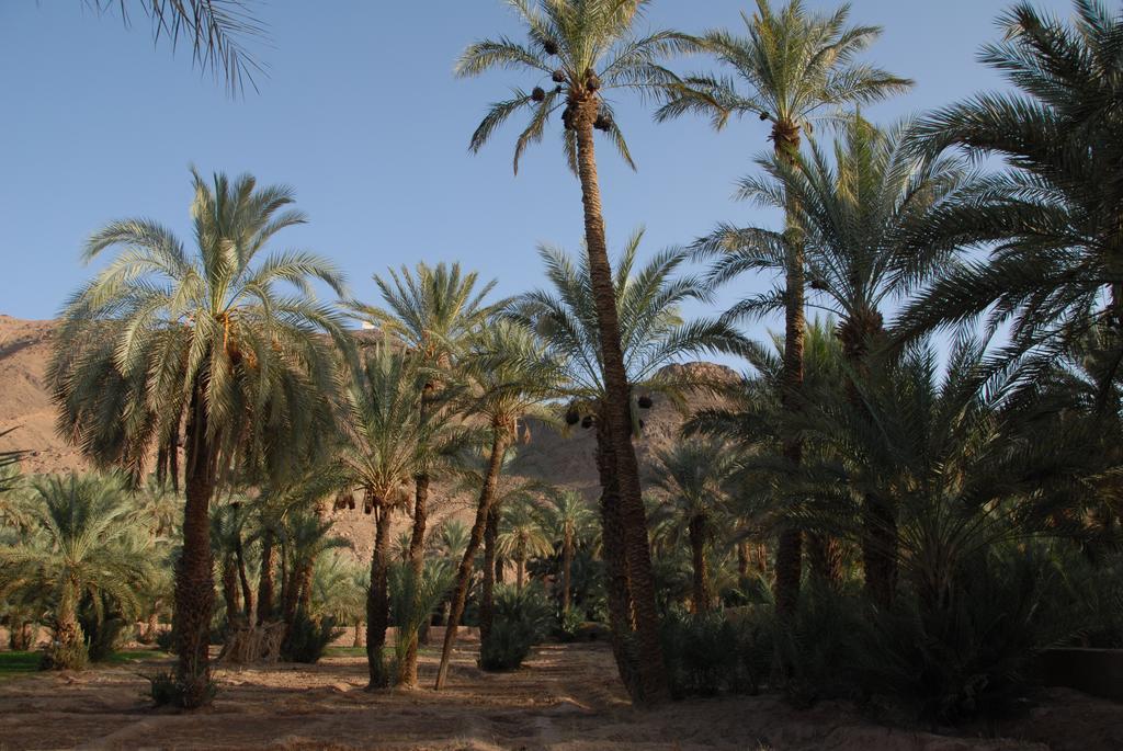 Villa Zagora Ma Villa Au Sahara Extérieur photo